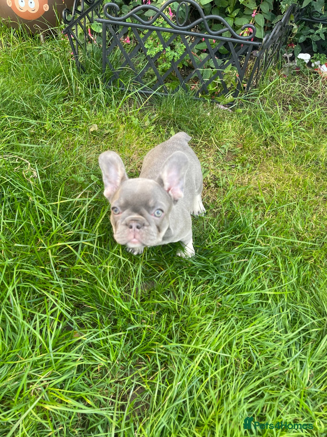 French Bulldog dogs for sale: KC registered french bulldogs  - Image 4