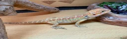 Bearded Dragon reptiles for sale: Stunning baby bearded dragons £100 ONO  - Advert 19