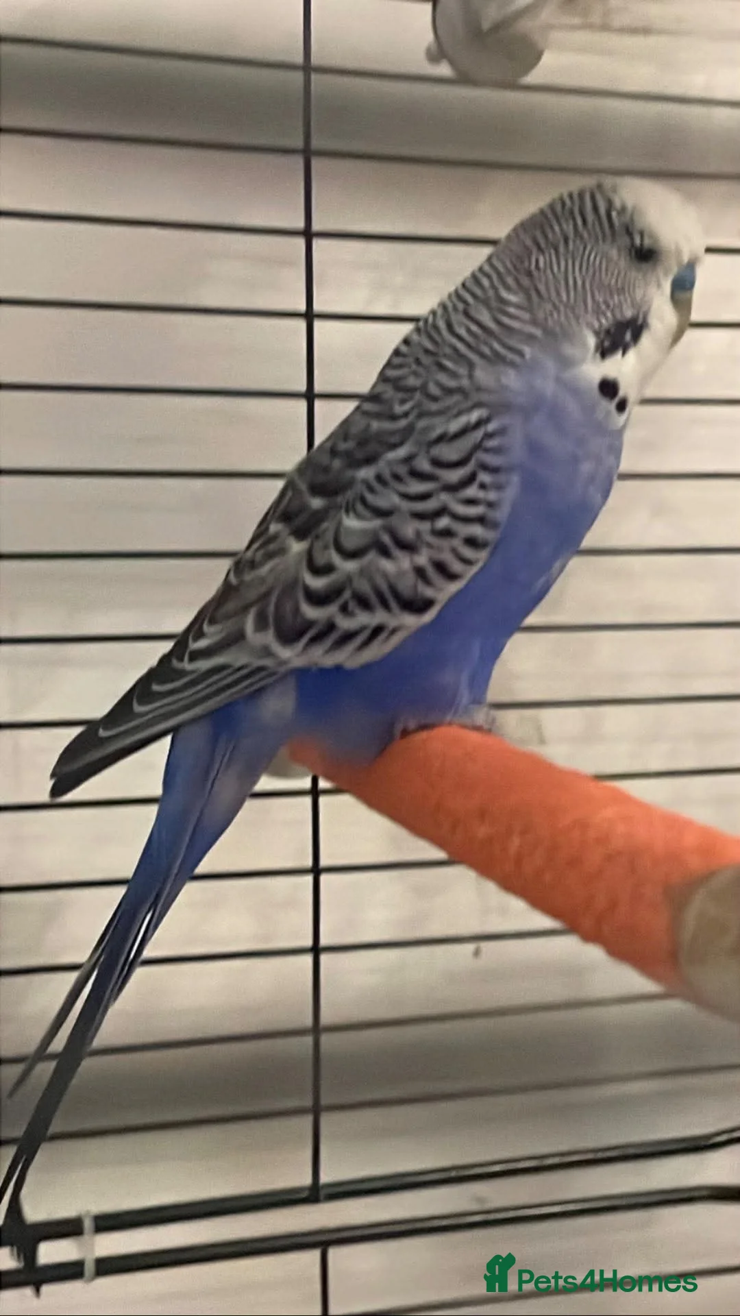 Budgerigars birds for sale: Budgies  in Worcester - Advert 2