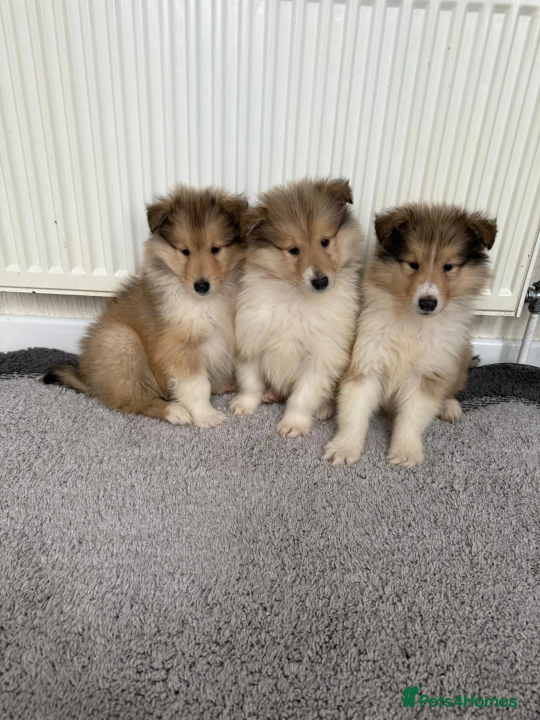 Rough Collie dogs for sale: Stunning rough collie puppies for sale  - Advert 2