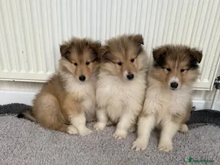 Rough Collie dogs Stunning rough collie puppies for sale - Advert 2