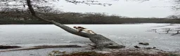 Cocker Spaniel dogs for sale: 5 Year Old Female Cocker Spaniel  - Advert 8