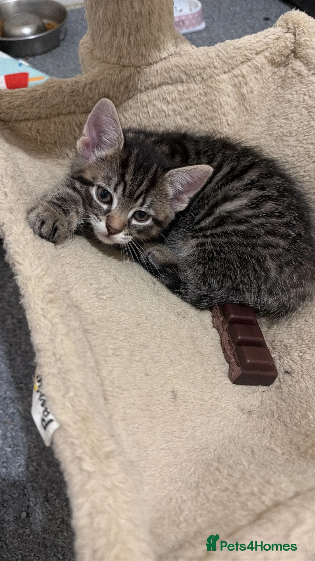 Mixed Breed cats for sale: Kittens in Plymouth - Advert 2