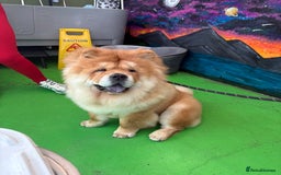 Chow Chow dogs for stud: 🐾 Simba – The Ultimate Cinnamon Teddy Bear! 🏆 - Image 11