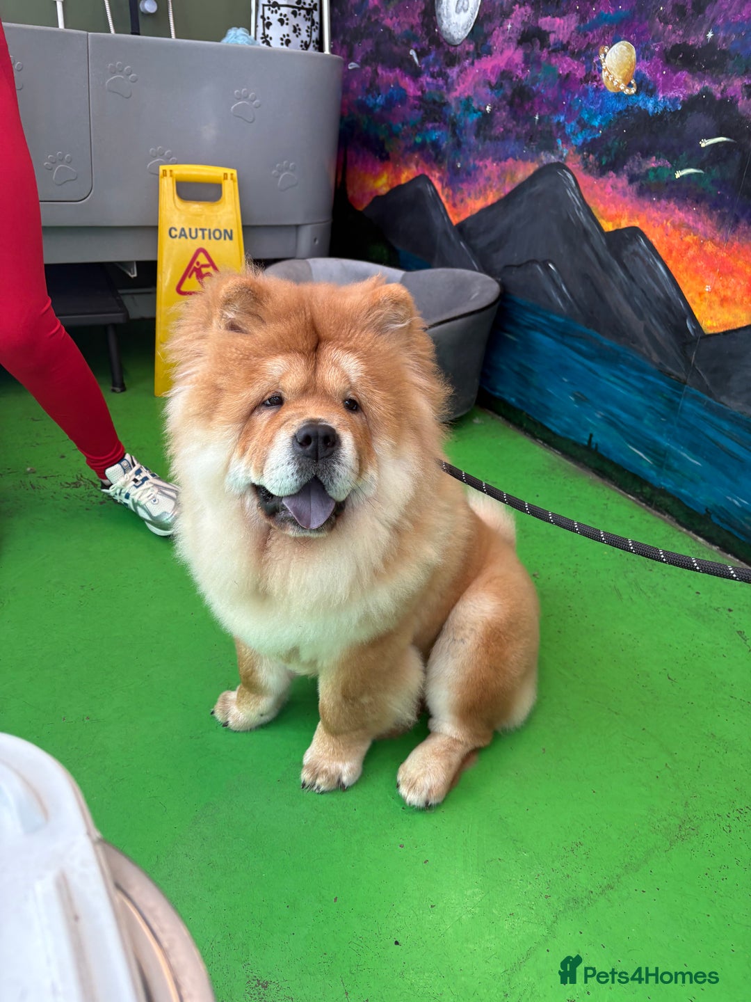 Chow Chow dogs for stud: 🐾 Simba – The Ultimate Cinnamon Teddy Bear! 🏆 - Image 11