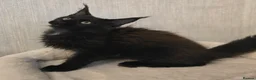 Maine Coon cats for stud: Large Black 9kg Russian Lines Maine Coon STUD - Advert 21