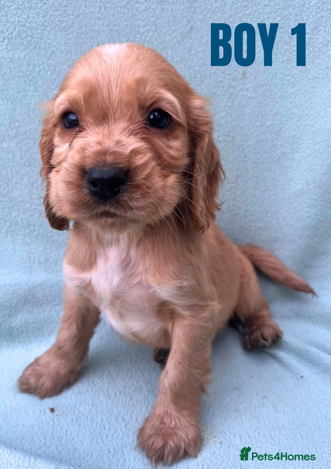 Cockapoo dogs for sale: ONE BOY LEFT.  F1 COCKAPOO - Advert 17