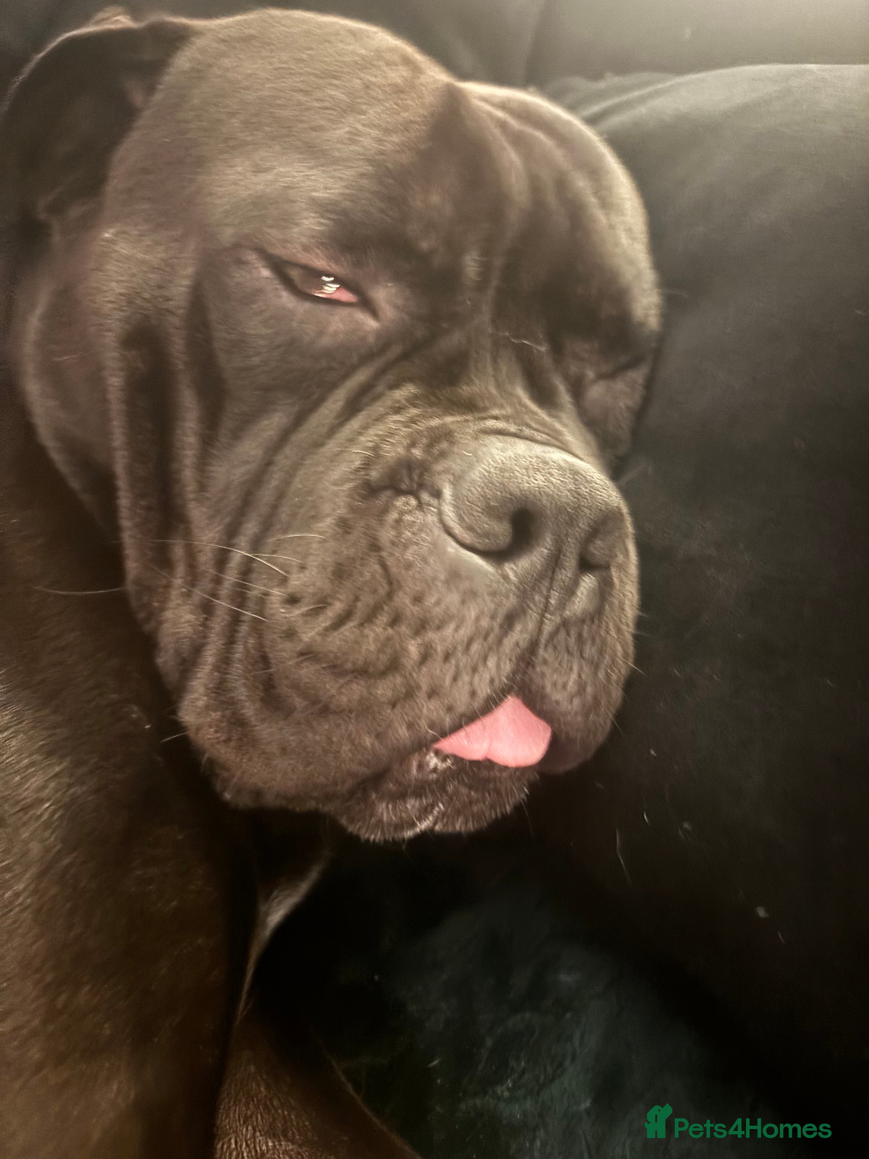 Cane Corso dogs 1 year old cane corso male - Advert 5