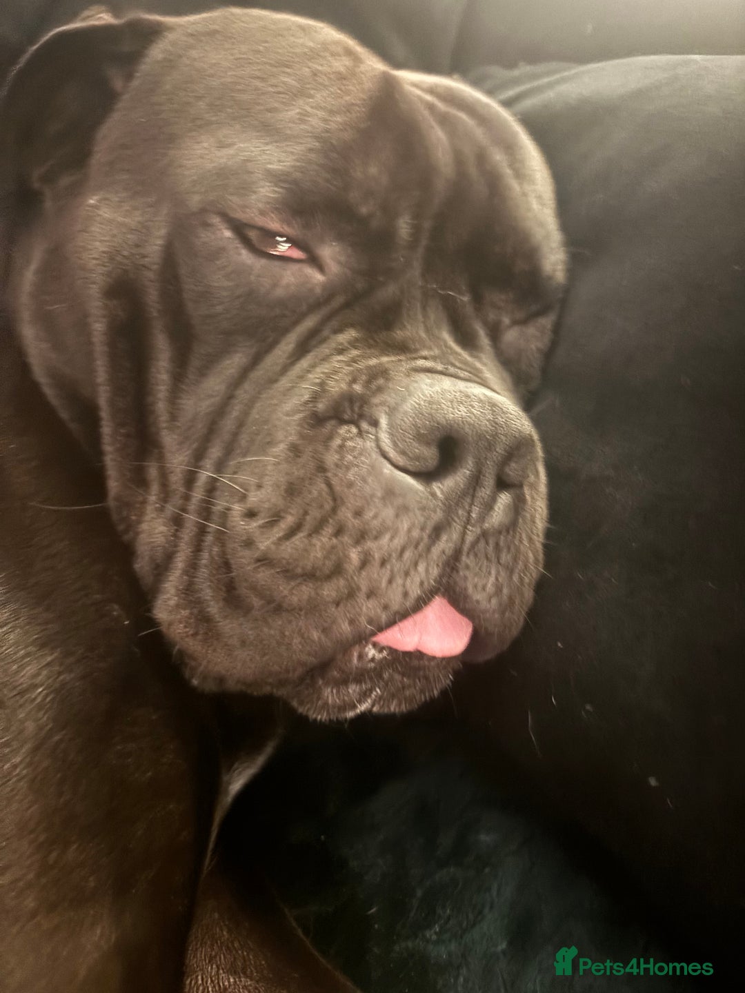 Cane Corso dogs for sale: 1 year old cane corso male - Advert 1