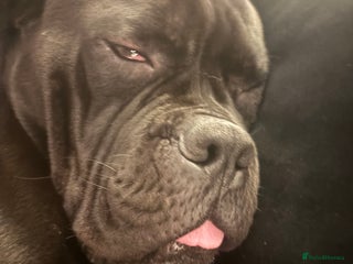 Cane Corso dogs 1 year old cane corso male - Advert 17