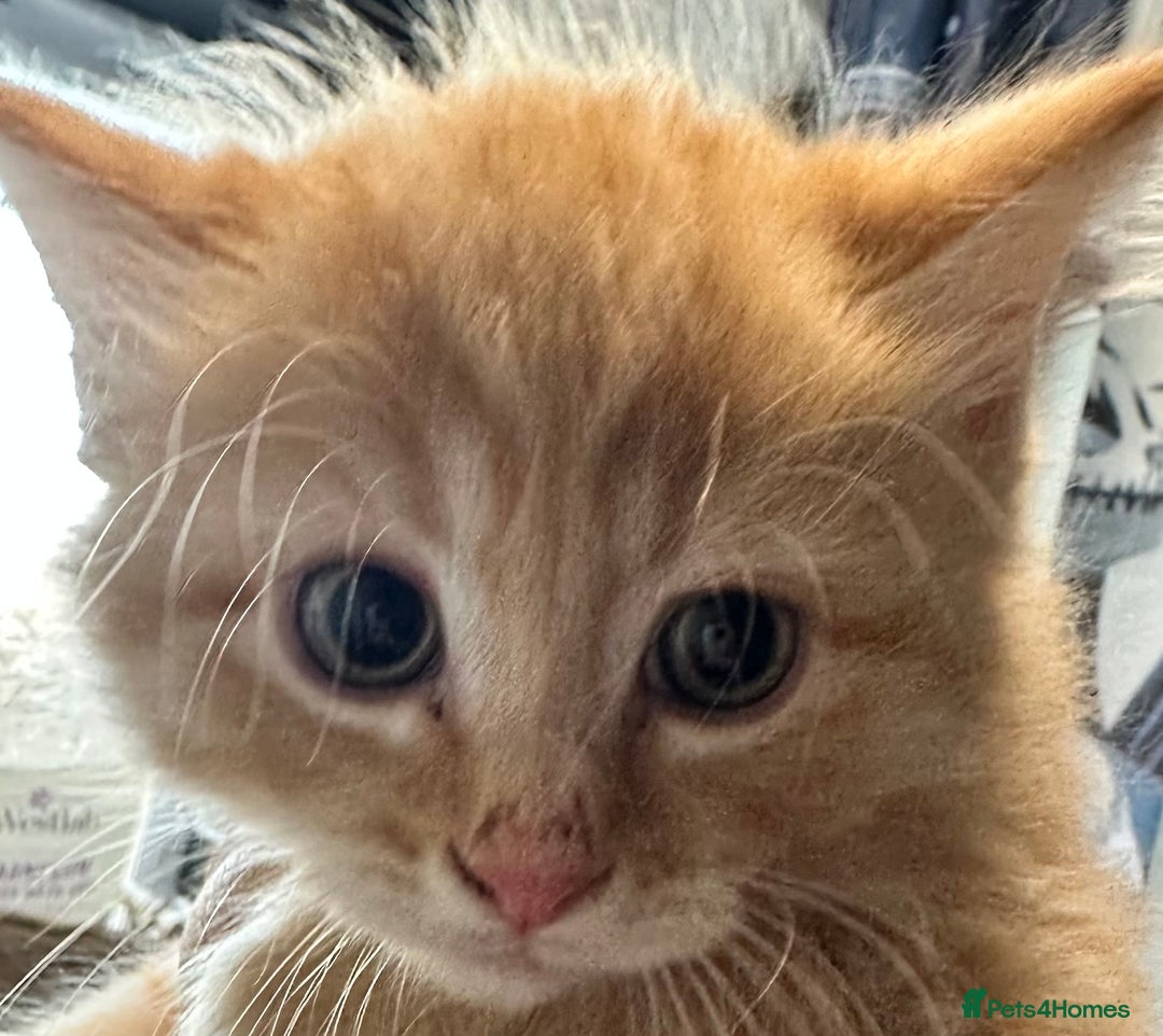 Maine Coon cats for sale: We have 4  sweet English Maine coon kittens❣️ - Advert 27