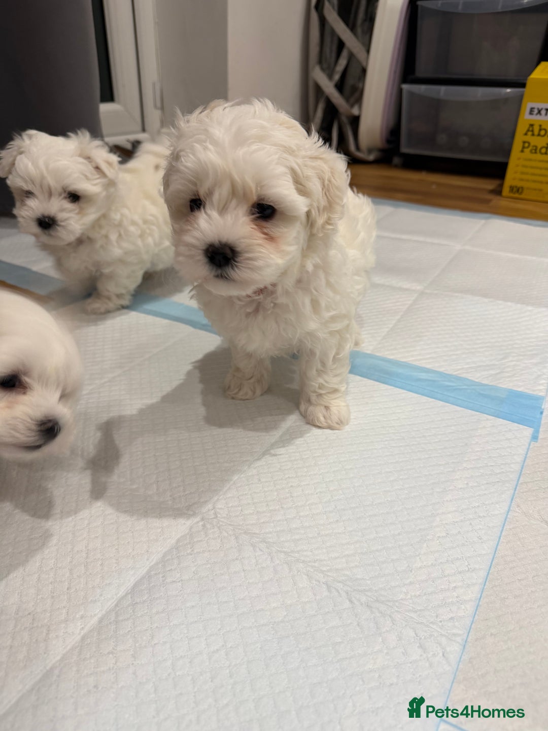 Maltese dogs for sale: Gorgeous Maltese puppies  - Advert 36