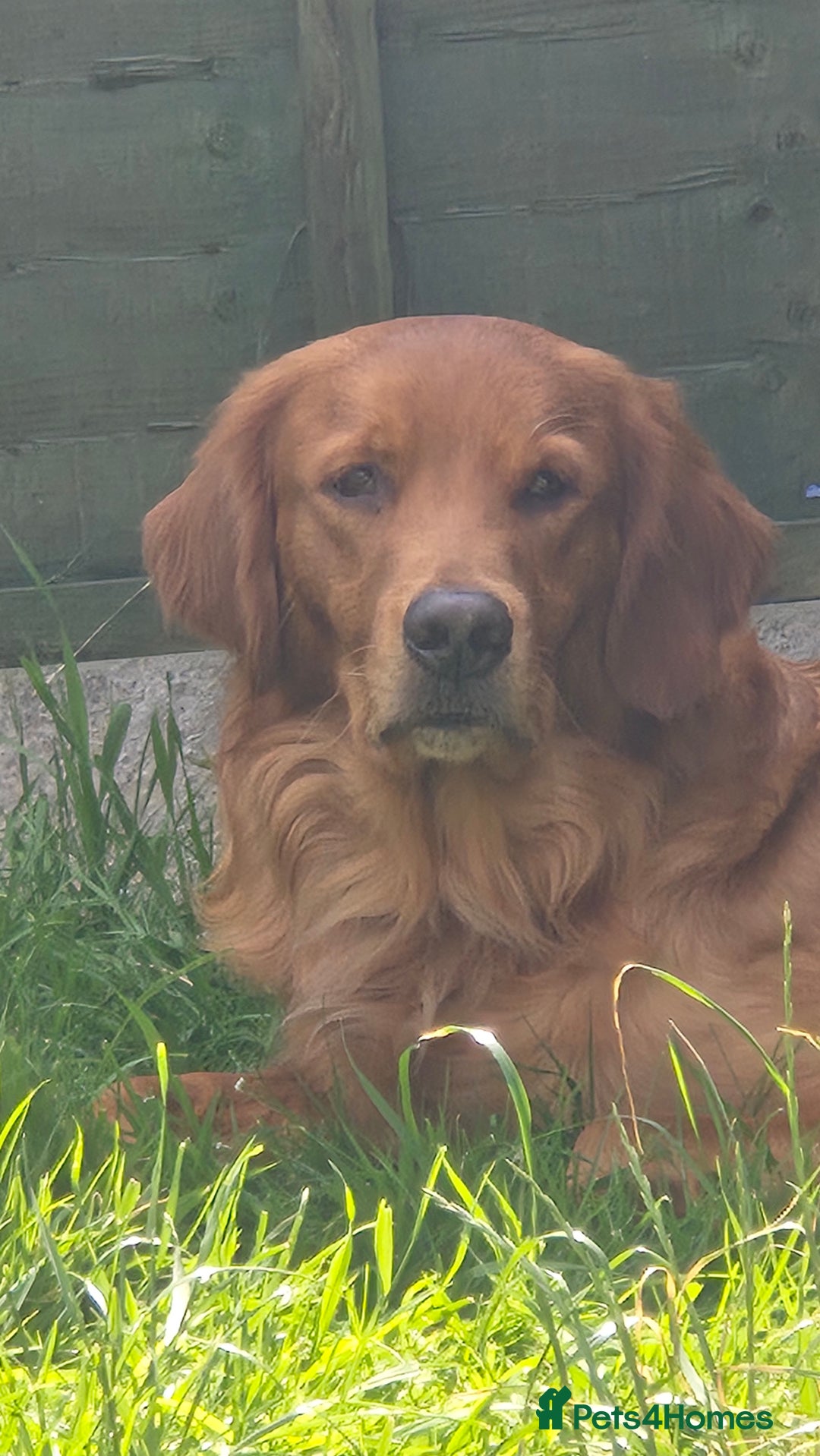 Golden Retriever dogs for stud: KC registered stud  - Advert 2