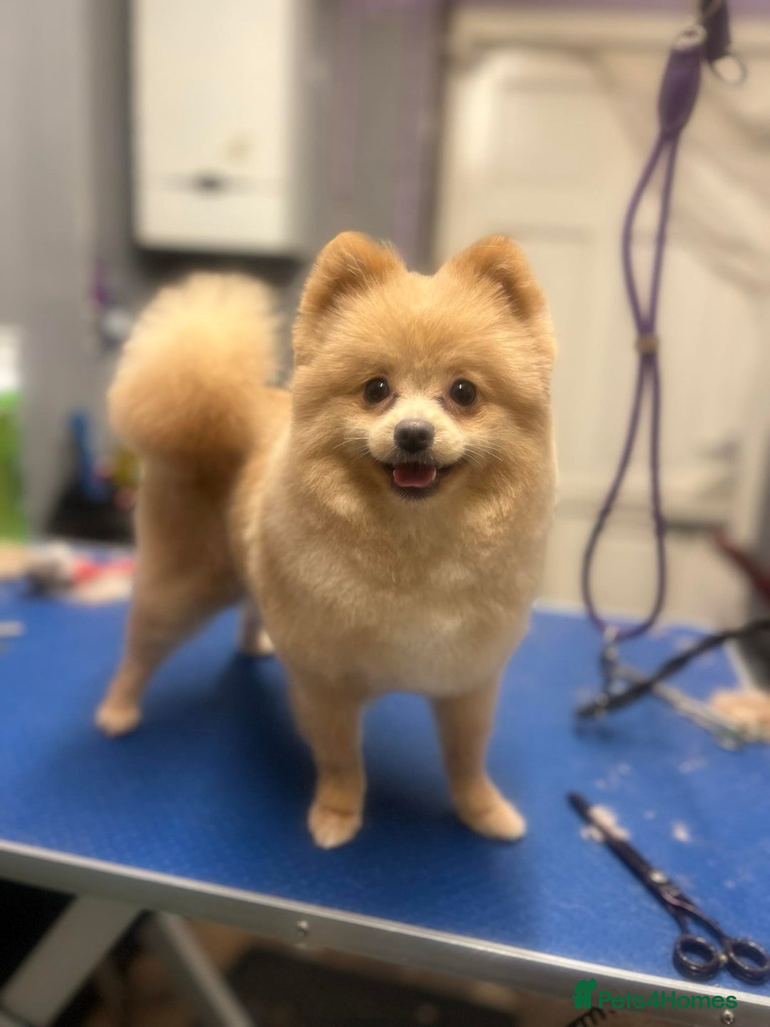 Pomeranian dogs for sale: Rare KC Lilac, Blue and Blue Sable Pups!  - Advert 2