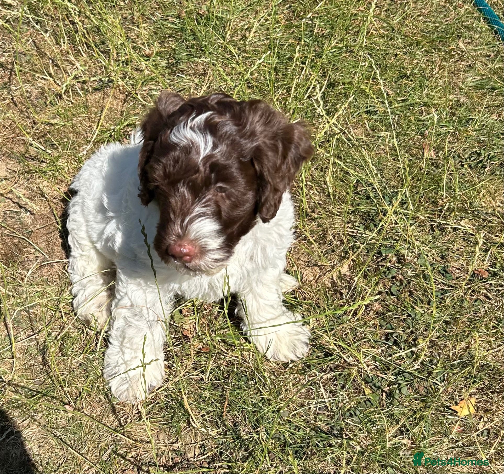 Double Doodle dogs Ready to go...cockapoo x Sproodle/double doodles  - Advert 1