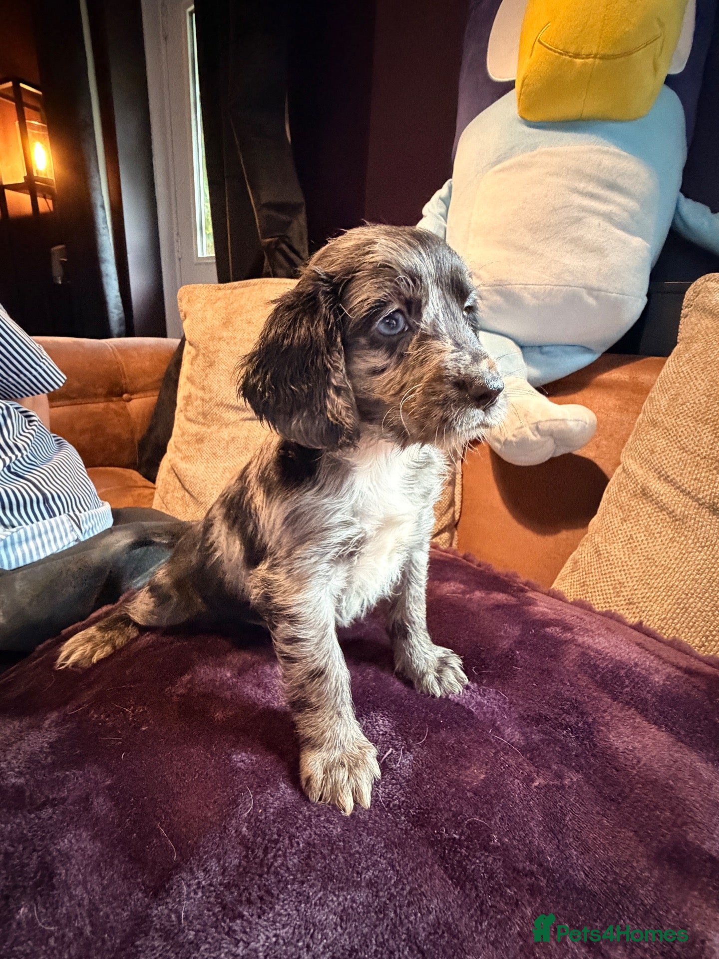 Cocker Spaniel dogs Working cocker spaniel’s ready to leave 09/10 - Advert 18