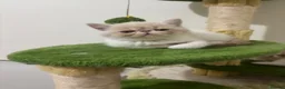 Persian cats for sale: Stunning PKD PRA clear Persian/exotic  - Advert 4