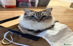 Ragdoll cats for sale: Ragdoll cat  - Advert 1