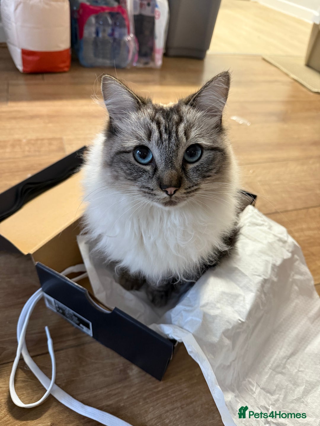 Ragdoll cats for sale: Ragdoll cat  - Advert 1