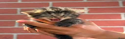 Mixed Breed cats for sale: Kittens  - Advert 11