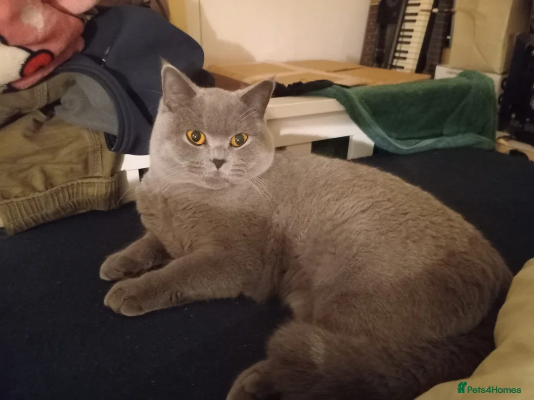 British Shorthair cats for sale: British Shorthair  - Advert 8