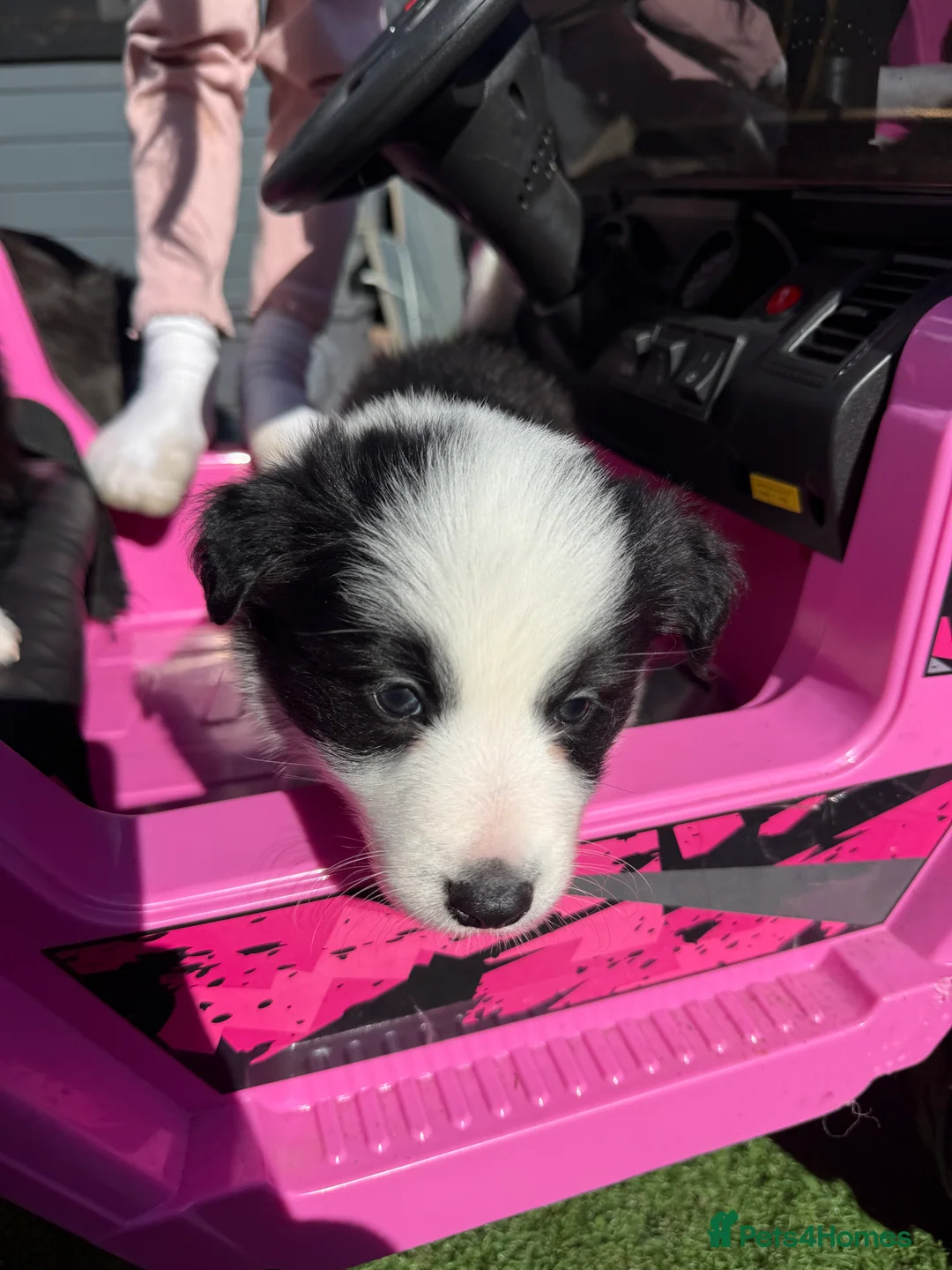 Border Collie dogs for sale: Border Collie Puppies For Sale - Advert 2