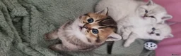 Scottish Fold cats for sale: 🐾 Scottish Straight Kittens for Sale – Premium  - Advert 34