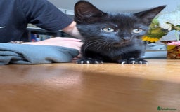 Mixed Breed cats for sale: 4 kittens ready now  - Image 4