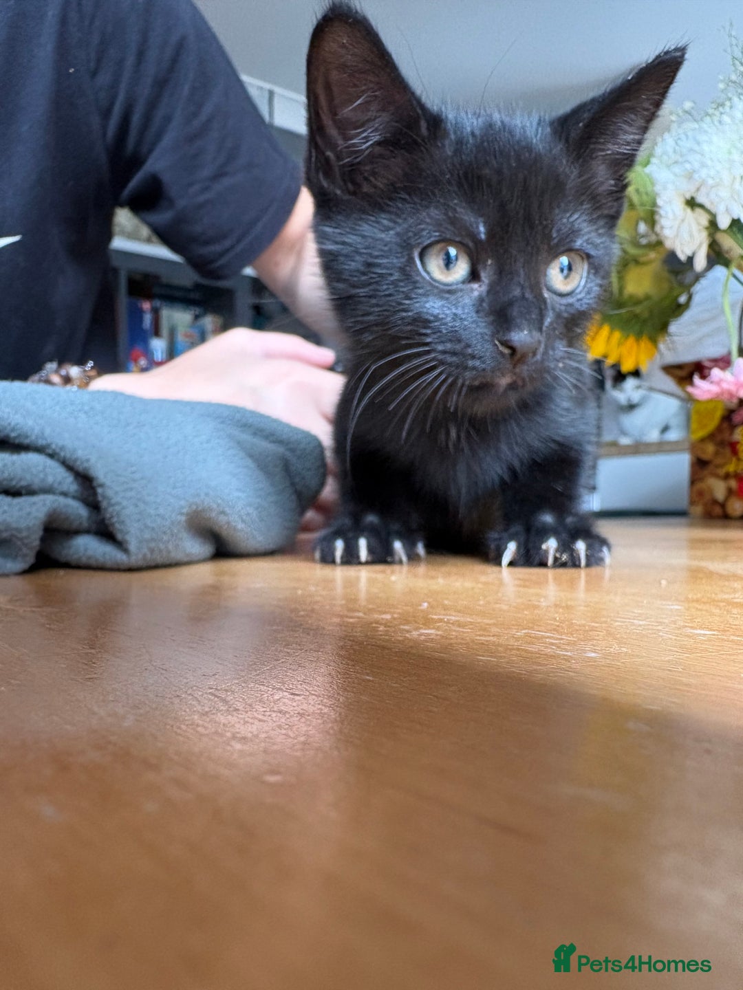Mixed Breed cats for sale: 4 kittens ready now  - Image 4