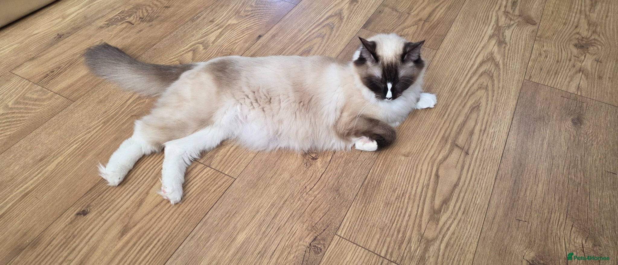 Ragdoll cats 3 Rogdall Kittens  - Advert 1