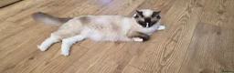 Ragdoll cats for sale: 3 Rogdall Kittens  - Advert 1