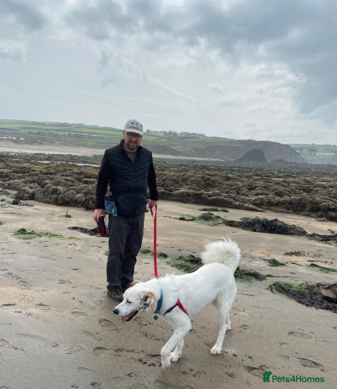 Mixed Breed dogs for adoption: Ned needs someone to believe in him 💙 - Advert 21