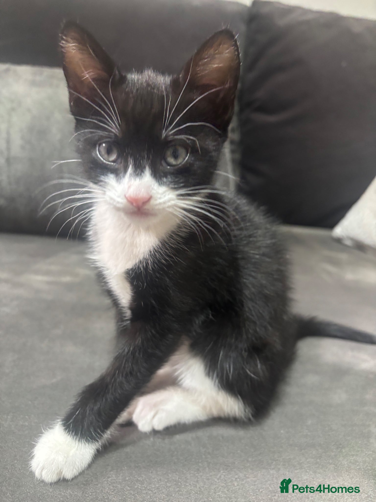British Shorthair cats Lovely kittenmixed breedsshorth hair bengal tabby  - Advert 2