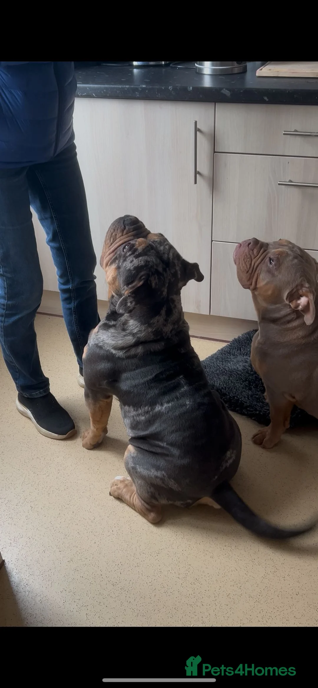 Olde English Bulldogge dogs for stud: Bullplanet's King Titan DNA/BVA Eye/BVA Hip/Elbow in Northallerton - Advert 8