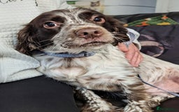 English Springer Spaniel dogs for adoption: DAISEY THE SPRINGER & WINNIE THE LABRADOR X PARSON - Image 13