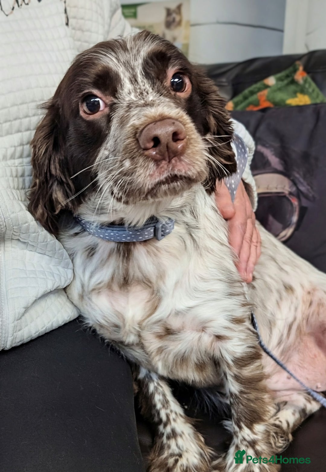 English Springer Spaniel dogs for adoption: DAISEY THE SPRINGER & WINNIE THE LABRADOR X PARSON - Image 13