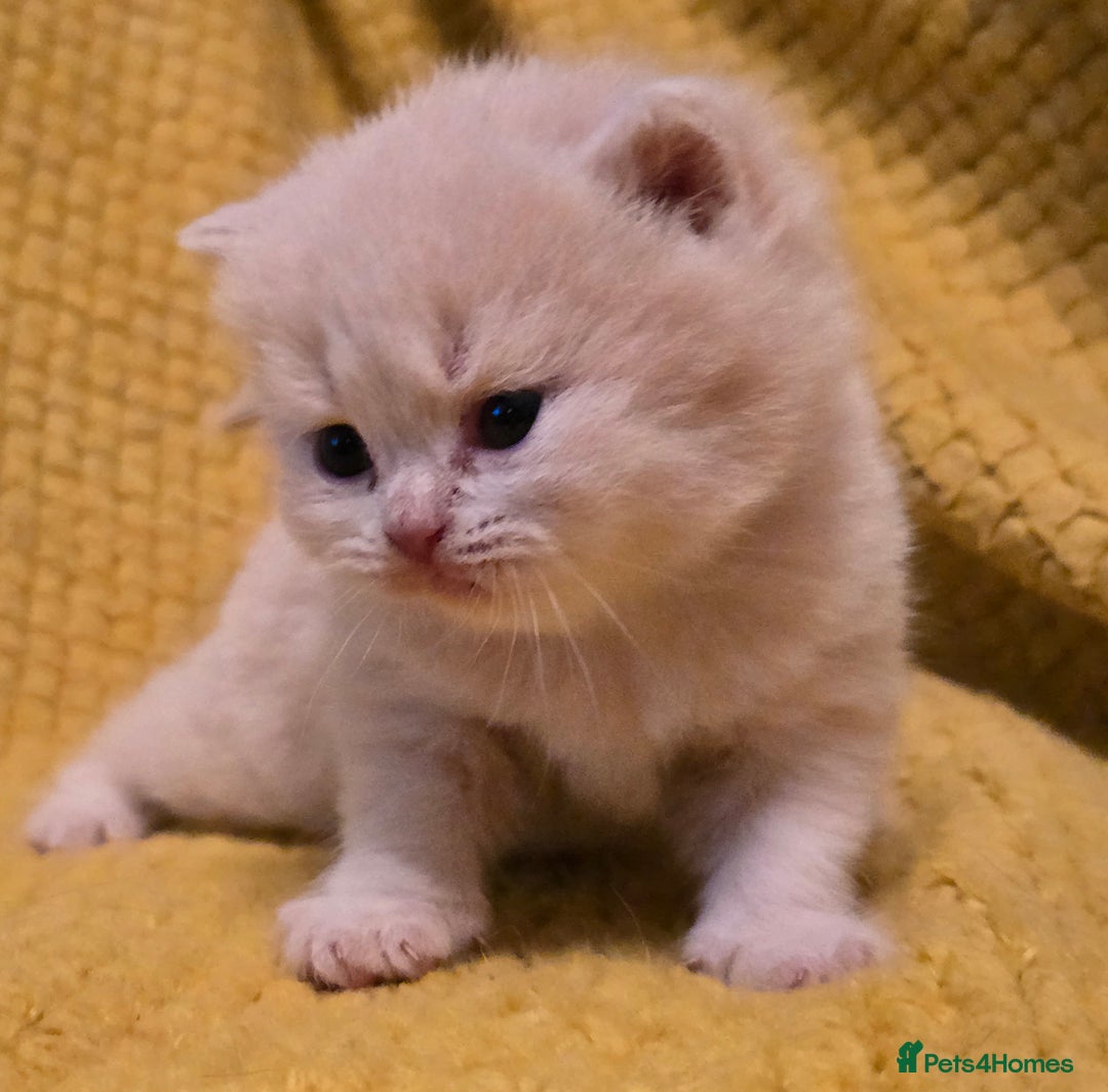 British Shorthair cats for sale: TICA registered British shorthair kittens - Advert 34