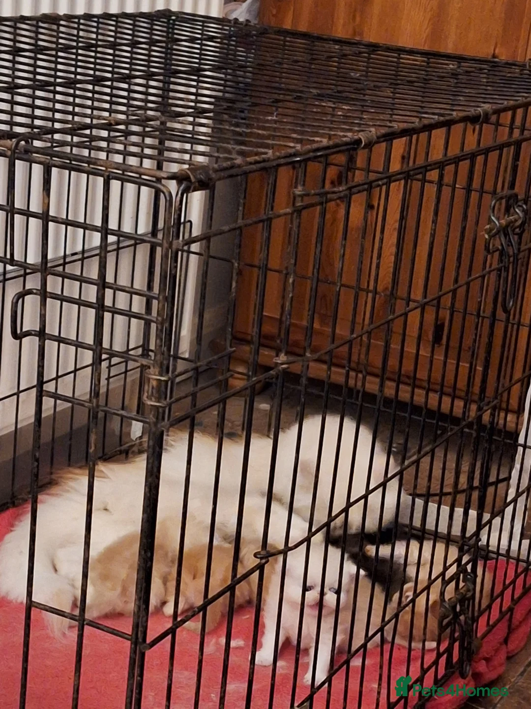 Persian cats for sale: Grand champion cameo male persian - Advert 7