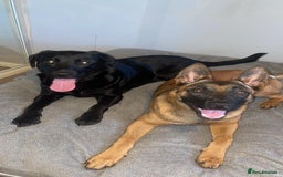 Mixed Breed dogs for sale: Beautiful Belgian Malanois x Labrador Puppies  - Image 5
