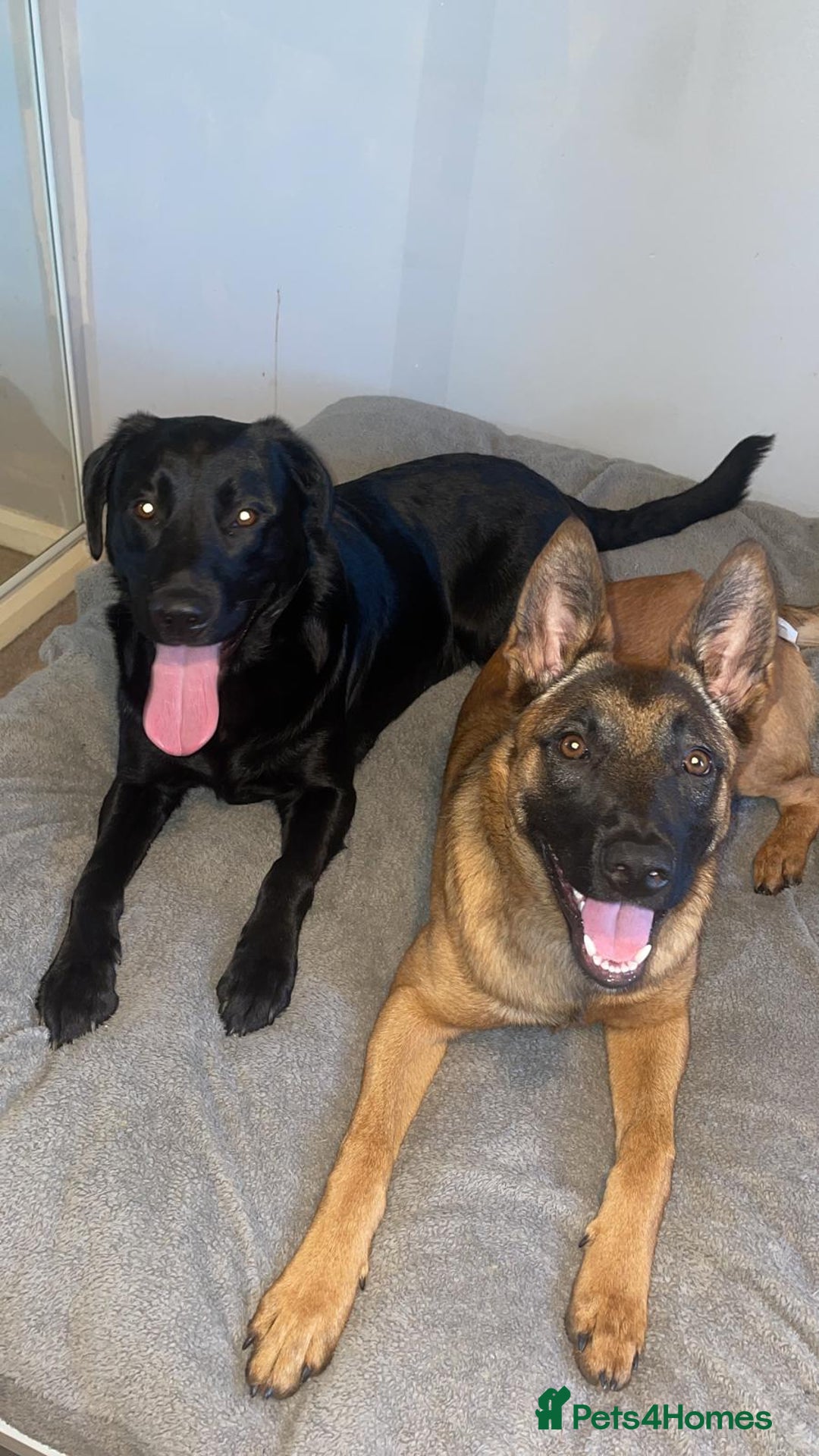 Mixed Breed dogs for sale: Beautiful Belgian Malanois x Labrador Puppies  - Image 5