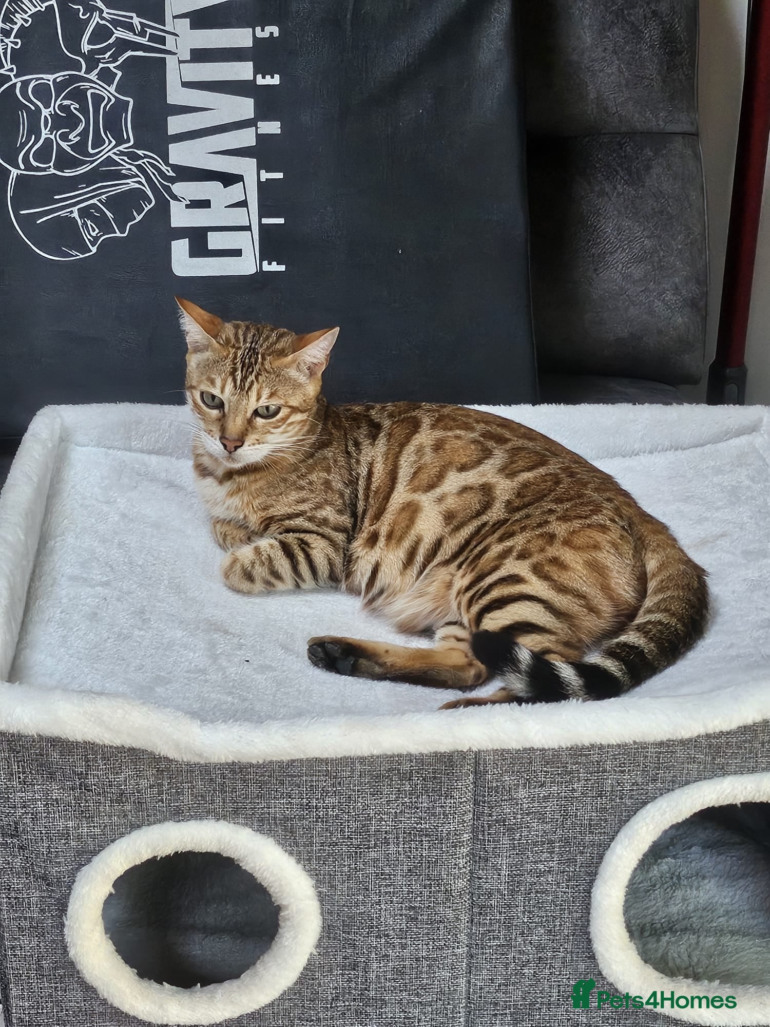 Bengal cats Bengal cross Kittens seeking forever homes - Advert 1