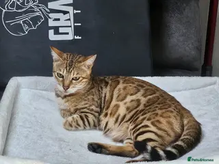 Bengal cats Bengal cross Kittens seeking forever homes - Advert 6