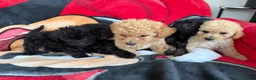Poochon dogs for sale: Bichon x poodle  - Advert 20