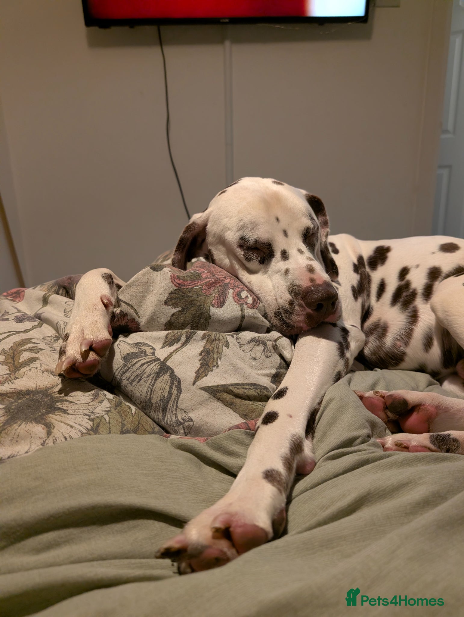 Dalmatian dogs 100% LIVER SPOTTED DALMATIAN STUD - Advert 3
