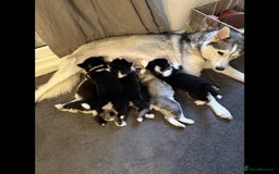 Siberian Husky dogs for sale: Gorgeous Siberian Husky pups %100 socialized - Advert 1