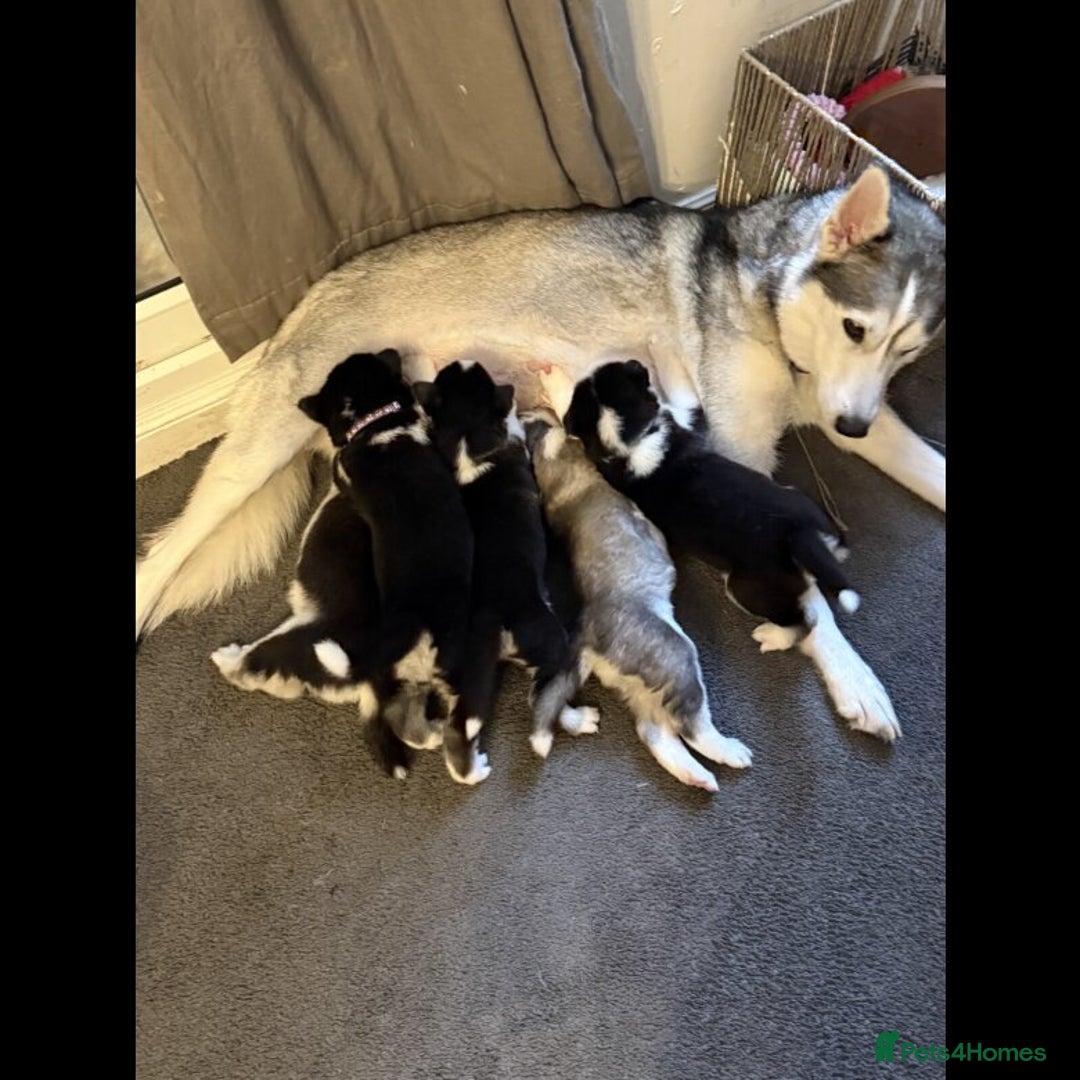 Siberian Husky dogs for sale: Gorgeous Siberian Husky pups %100 socialized - Advert 1