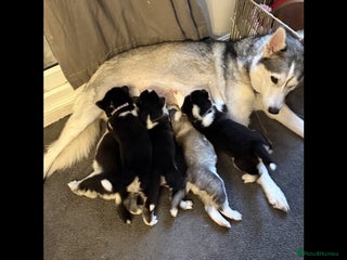 Siberian Husky dogs Gorgeous Siberian Husky pups %100 socialized - Advert 1