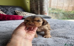 Cocker Spaniel dogs for sale: KC Show Cockers - 1 Girl , 3 Boys remaining! - Image 7