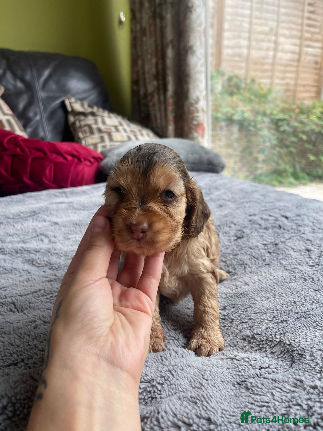 Cocker Spaniel dogs for sale: KC Show Cockers - 1 Girl , 3 Boys remaining! - Image 7