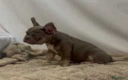French Bulldog dogs for sale: 💕🐾 Stunning French bulldogs 🐾💕 - Advert 8